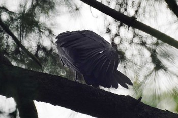 ハシブトガラス 光が丘公園 2022年6月11日(土)