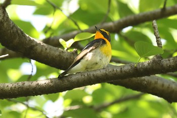 キビタキ 大阪城公園 2022年5月2日(月)