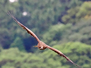 トビ 葛西臨海公園 2022年6月23日(木)