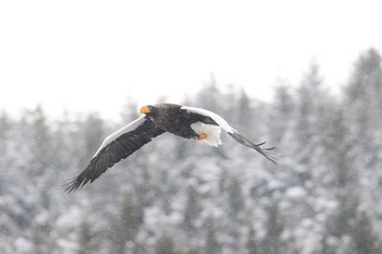 オオワシ 北海道　二海郡　八雲町　遊楽部川河畔 2018年1月7日(日)