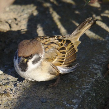 2018年1月6日(土) 小田原城二の丸東堀の野鳥観察記録