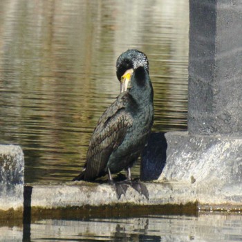 Great Cormorant 小田原城二の丸東堀 Sat, 1/6/2018