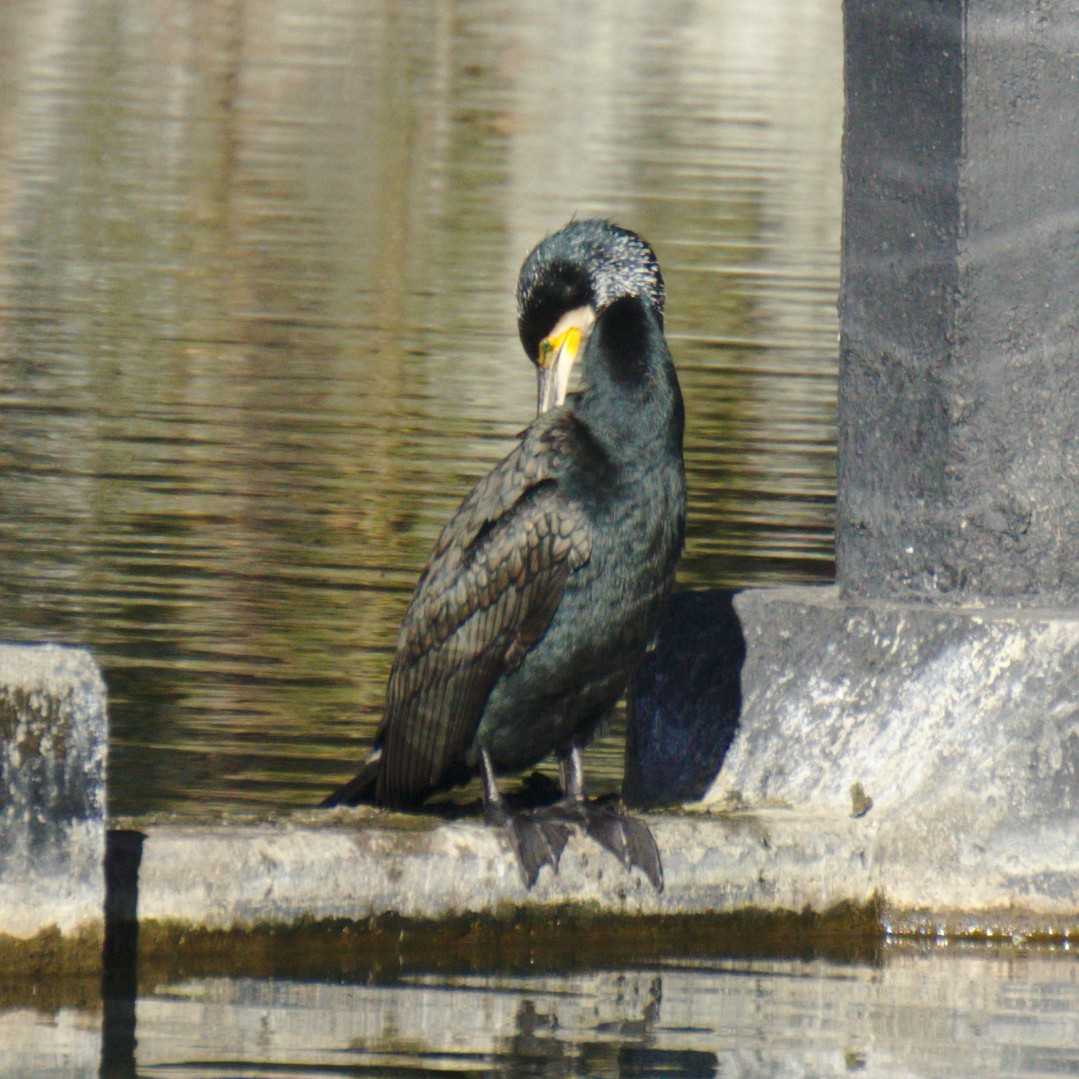 Photo of Great Cormorant at 小田原城二の丸東堀 by さすらう葦