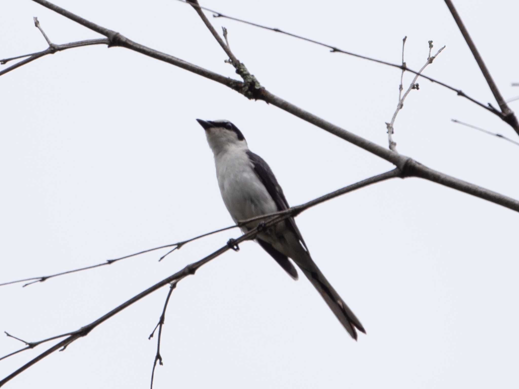 Ashy Minivet