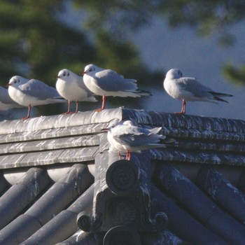 Black-headed Gull 小田原城二の丸東堀 Sat, 1/6/2018