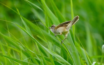 2022年6月27日(月) 恩智川治水緑地の野鳥観察記録