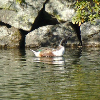 Northern Shoveler 小田原城二の丸東堀 Sat, 1/6/2018