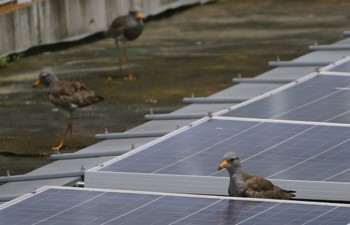 Grey-headed Lapwing 東大阪市池島 Mon, 6/27/2022