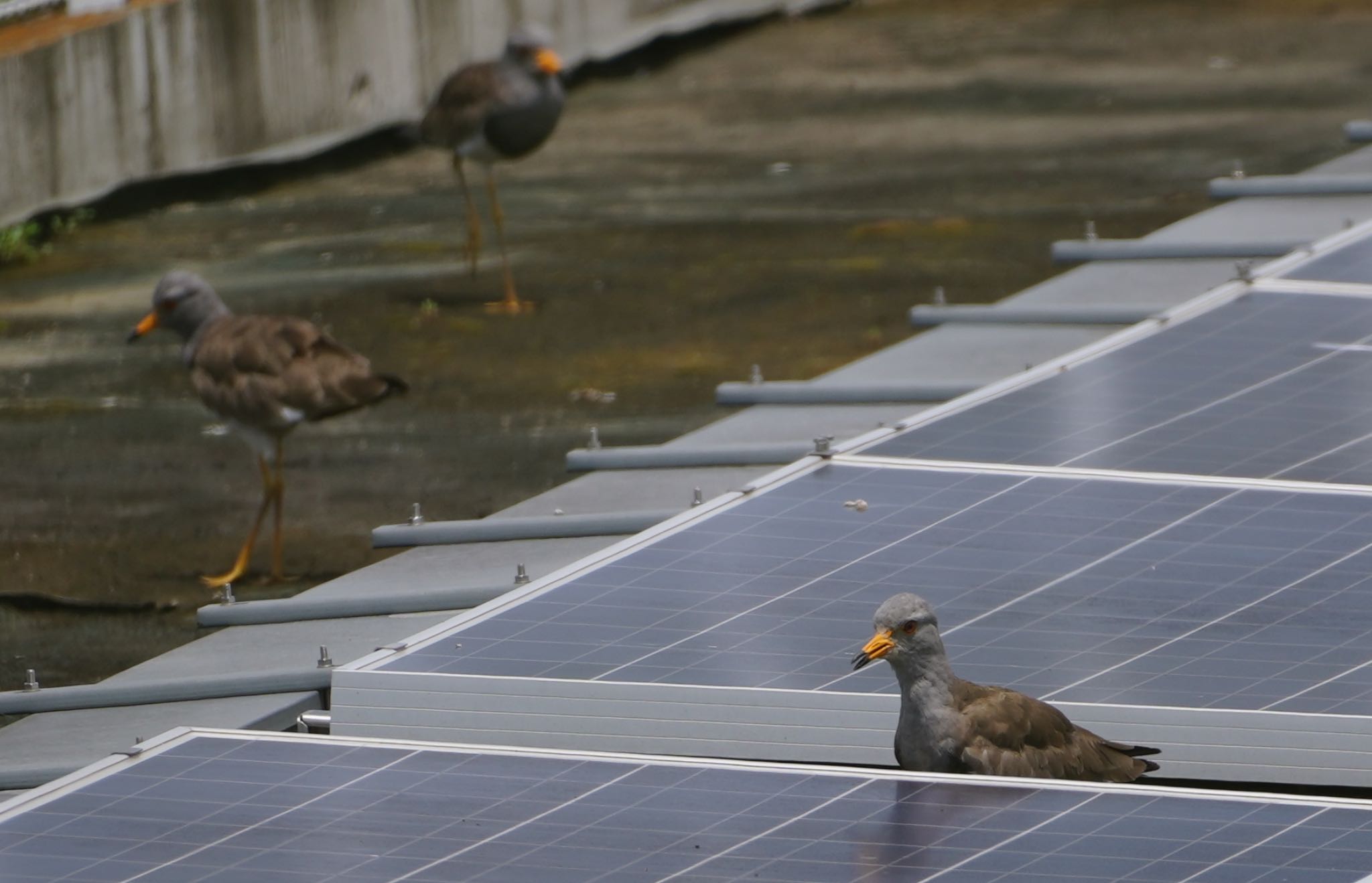 Photo of Grey-headed Lapwing at 東大阪市池島 by アルキュオン