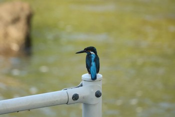 カワセミ 川崎 2022年6月27日(月)