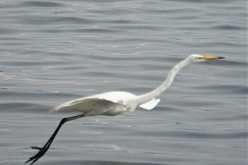 Great Egret 江津湖 Mon, 6/27/2022