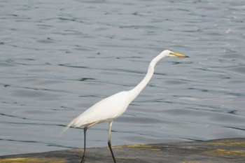 Great Egret 江津湖 Mon, 6/27/2022