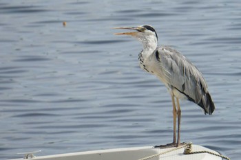 Grey Heron 江津湖 Mon, 6/27/2022