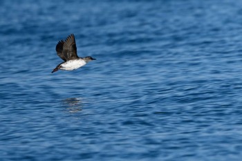 Pigeon Guillemot Unknown Spots Sat, 1/6/2018