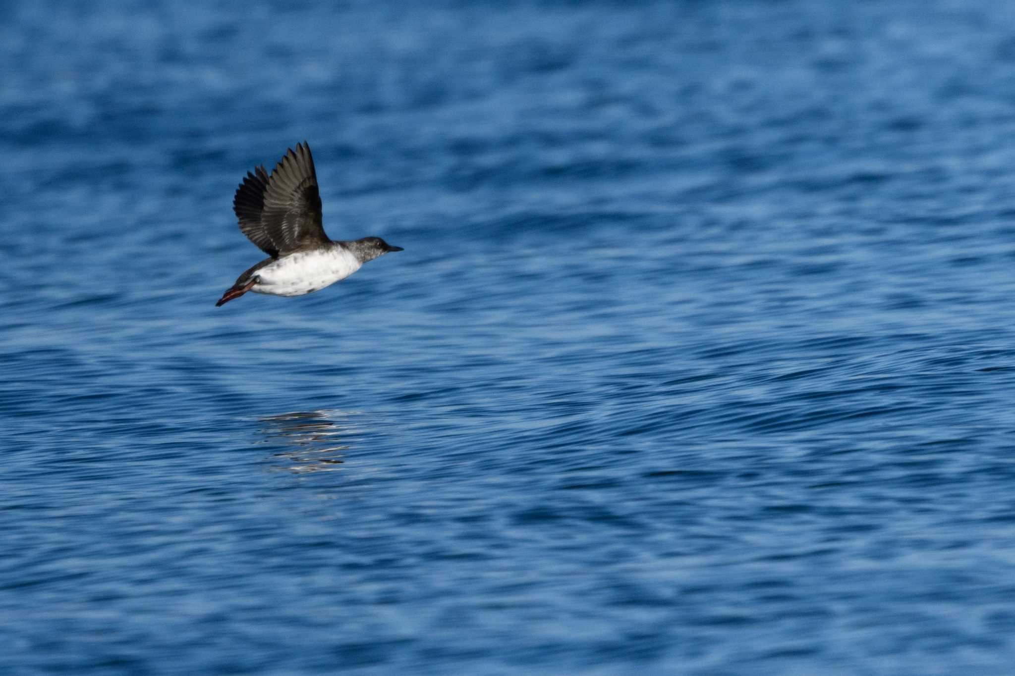 Photo of Pigeon Guillemot at  by エナガ好き