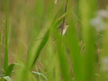 Mon, 6/27/2022 Birding report at 荒川河川敷