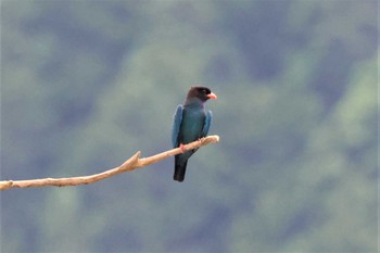 2022年6月25日(土) 天龍村の野鳥観察記録