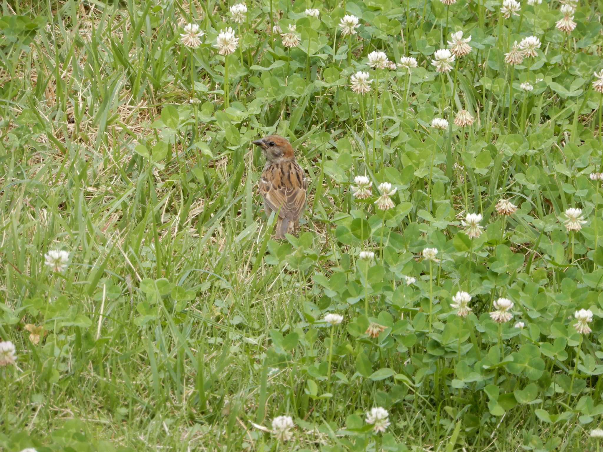 Eurasian Tree Sparrow