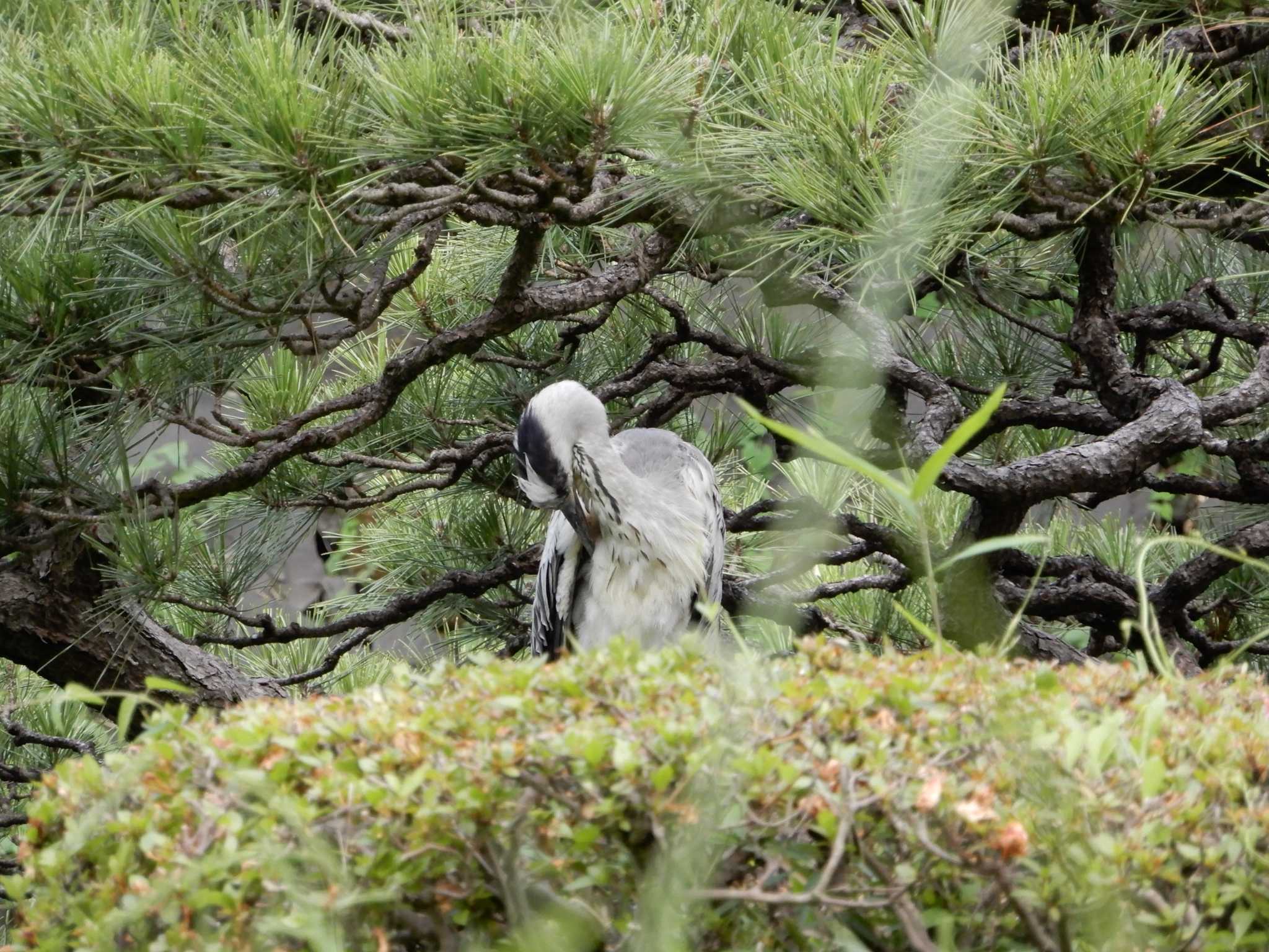 Grey Heron