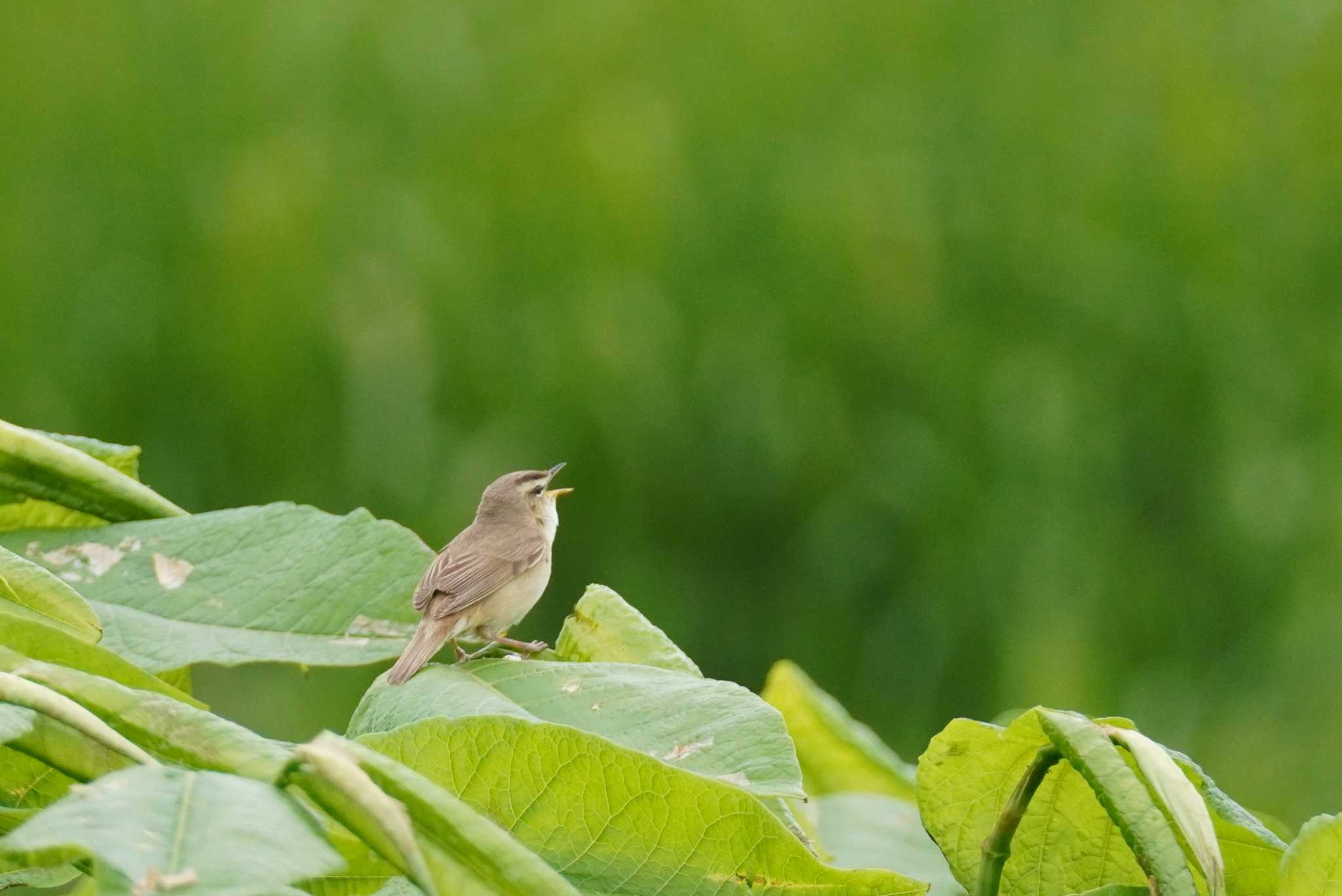 茨戸川緑地 コヨシキリの写真 by くまちん