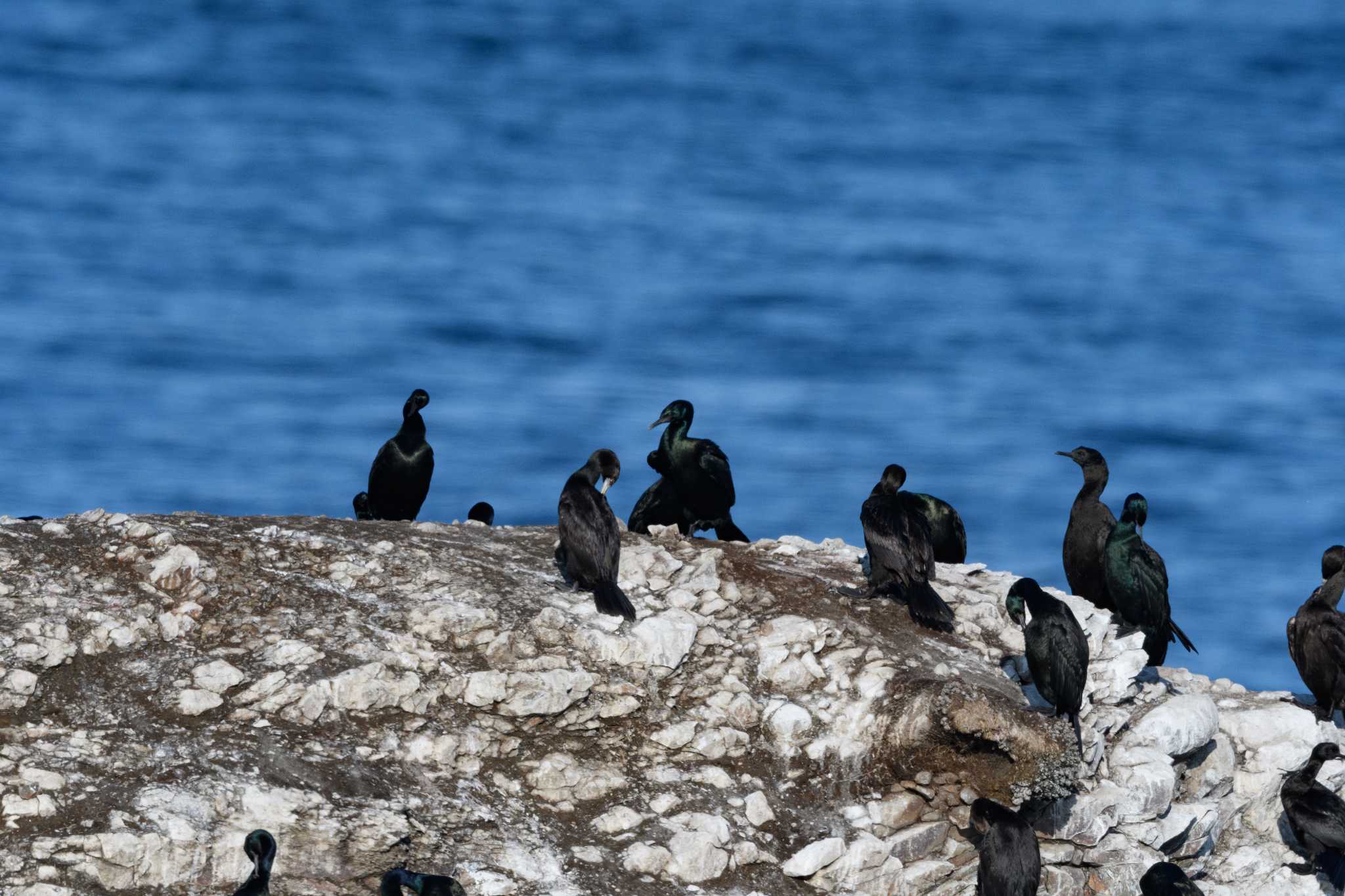 Photo of Red-faced Cormorant at  by エナガ好き