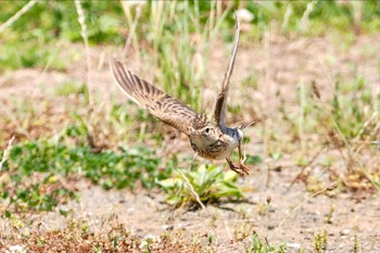 ヒバリ 葛西臨海公園 2022年6月25日(土)