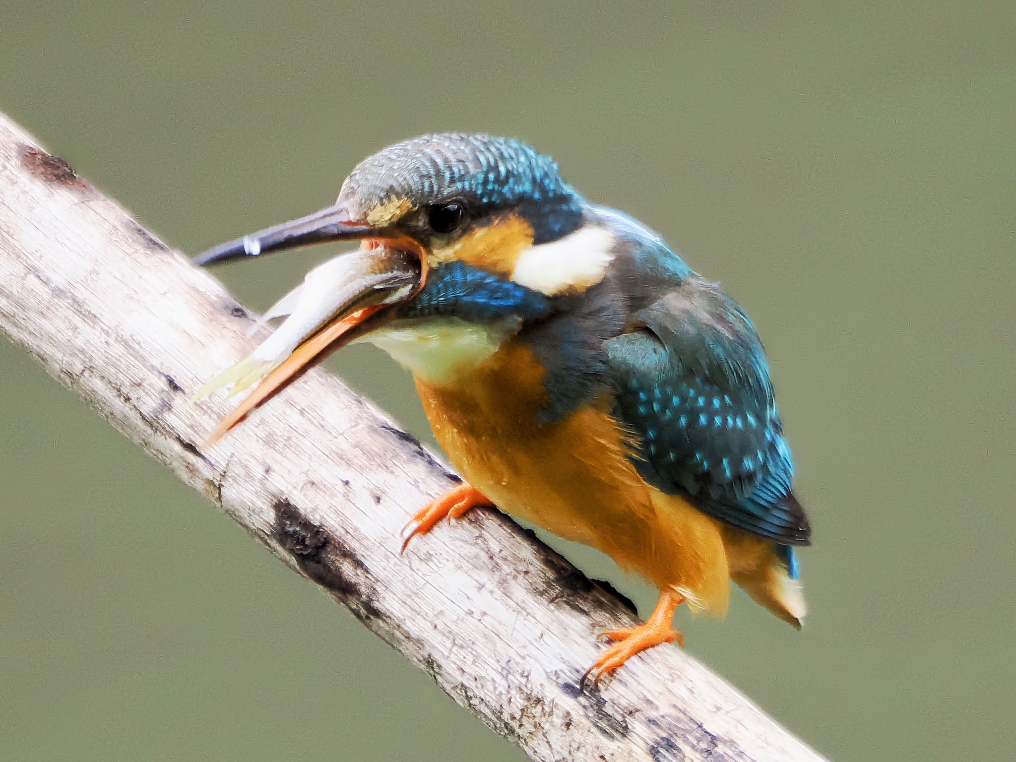 Common Kingfisher