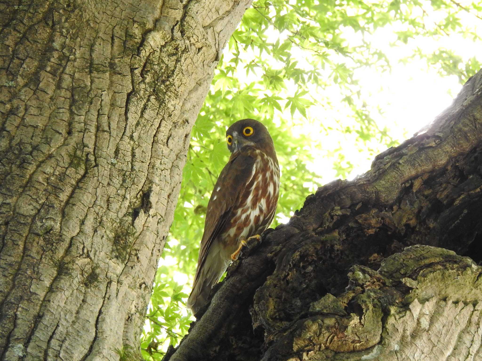 高尾駅周辺 アオバズクの写真 by とーふ