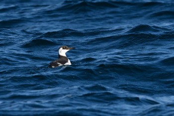 Common Murre