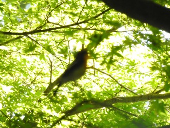 2022年6月27日(月) 高尾駅周辺の野鳥観察記録