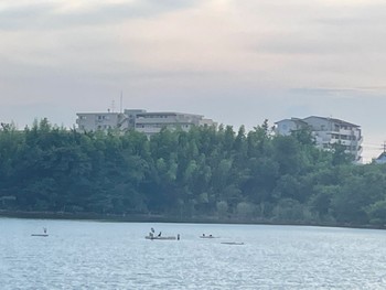 カワウ 新海池 2022年6月26日(日)