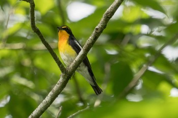 Narcissus Flycatcher 朽木いきものふれあいの里 Mon, 6/27/2022