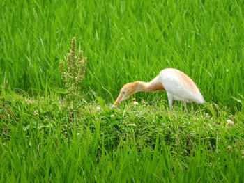 2022年6月25日(土) 京都府の野鳥観察記録