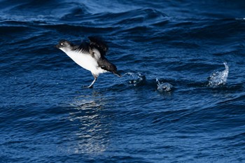 Least Auklet