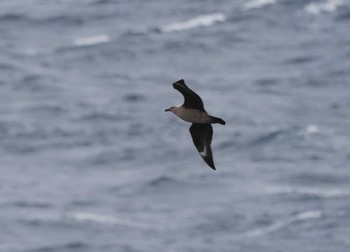 South Polar Skua 大洗-苫小牧航路 Sat, 6/11/2022