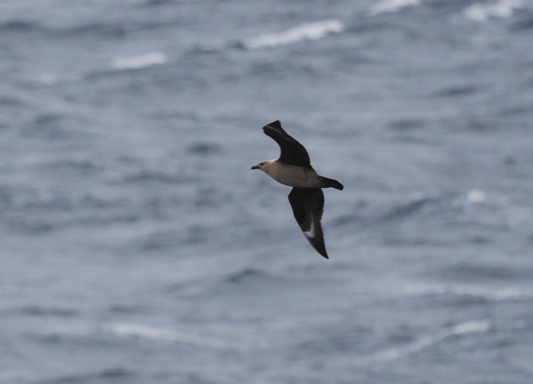 Photo of South Polar Skua at 大洗-苫小牧航路 by シロチ