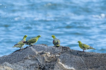 アオバト 大磯照ヶ崎海岸 2022年6月27日(月)