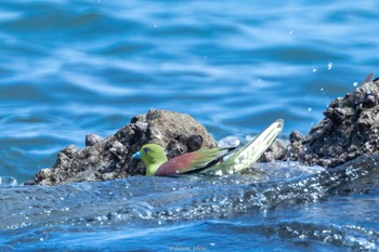 アオバト 大磯照ヶ崎海岸 2022年6月27日(月)