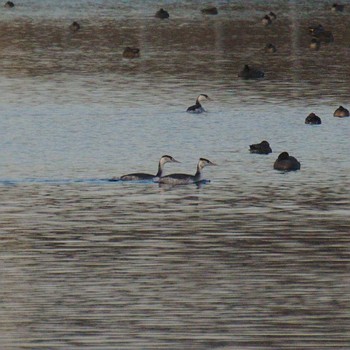 Great Crested Grebe 多摩川二ヶ領宿河原堰 Sun, 1/7/2018