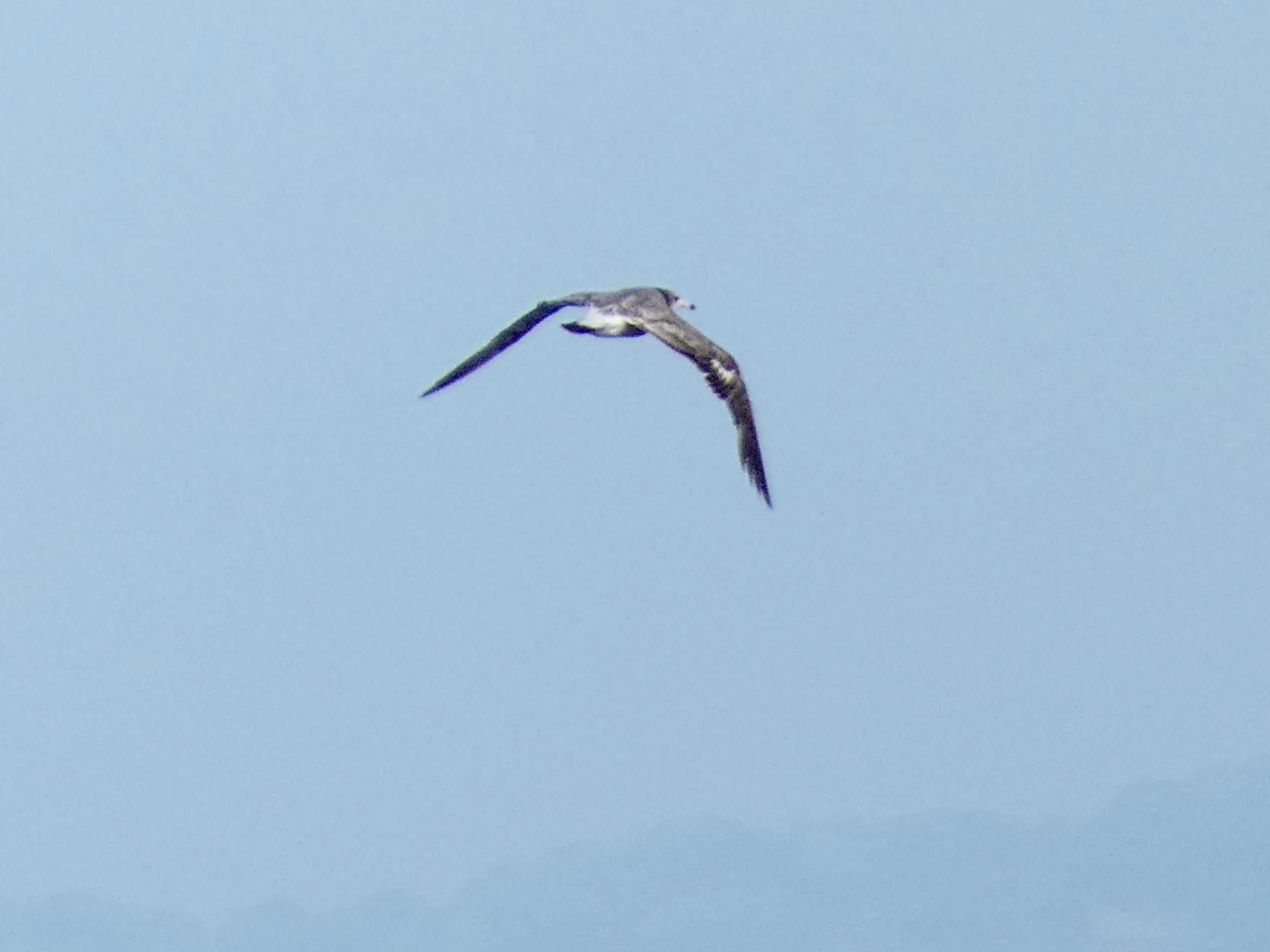 Photo of Black-tailed Gull at 城ヶ島 by koshi