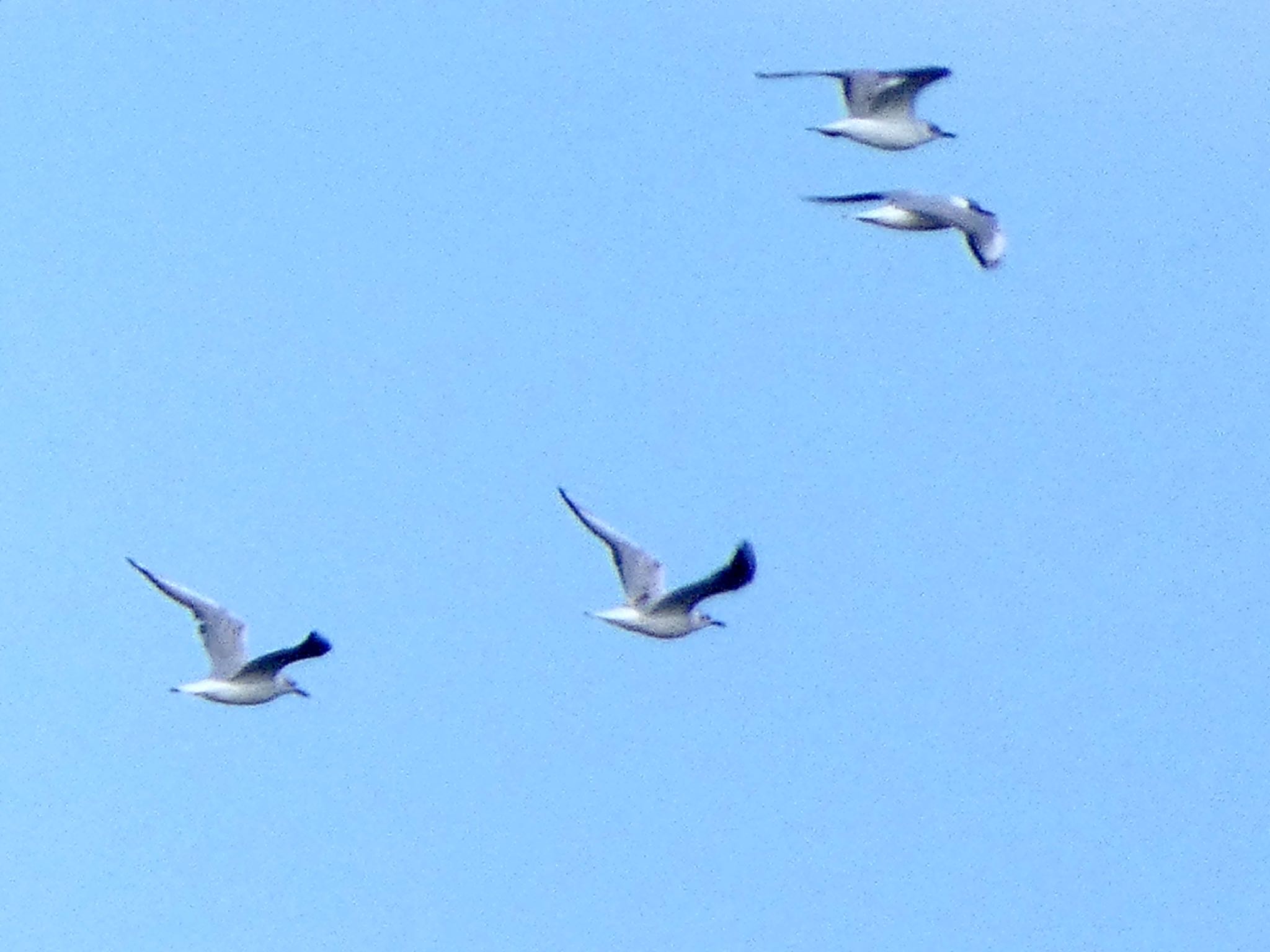 Photo of Black-headed Gull at 城ヶ島 by koshi