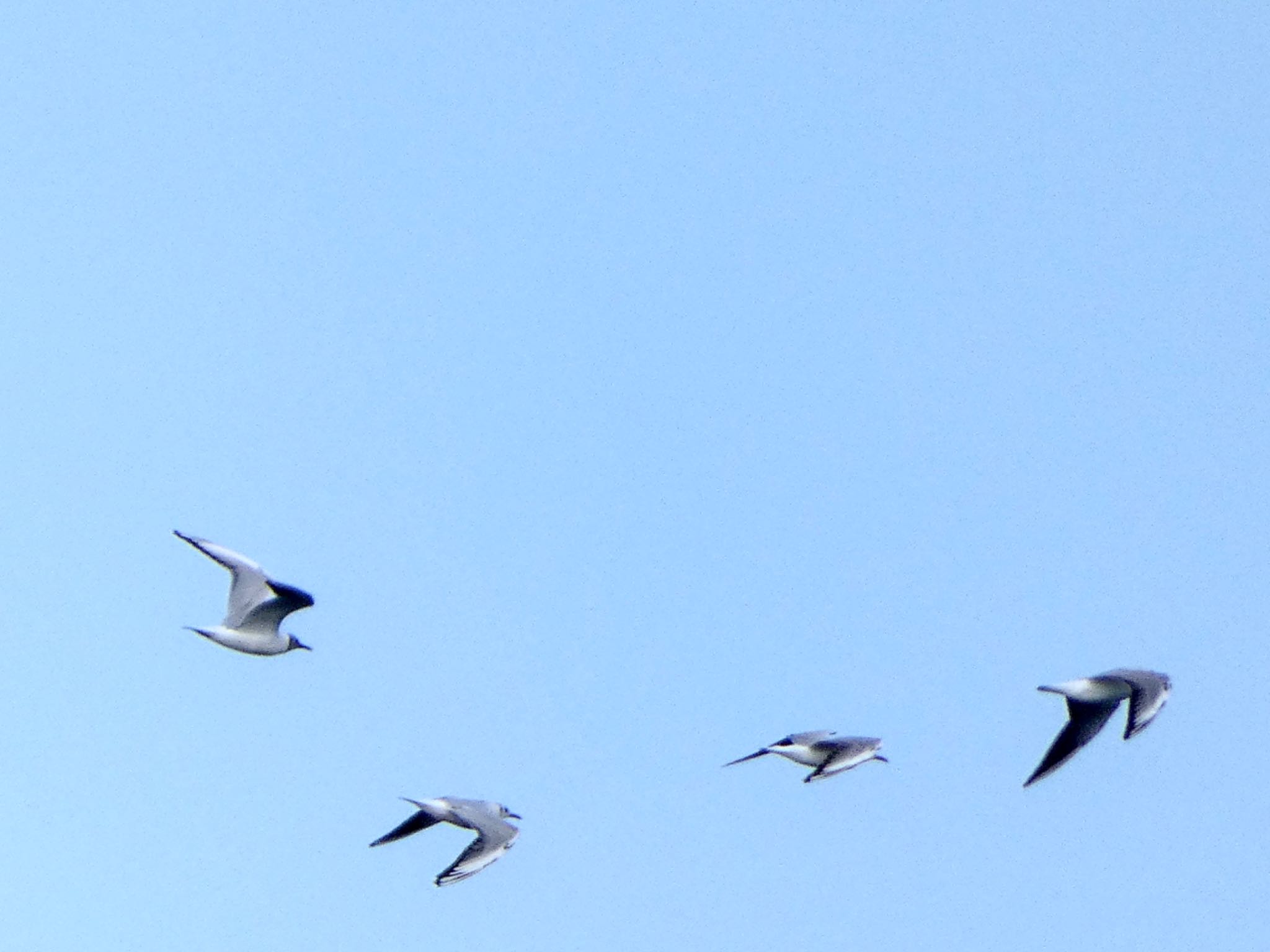 Photo of Black-headed Gull at 城ヶ島 by koshi