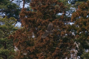 クマタカ 場所が不明 2022年3月5日(土)