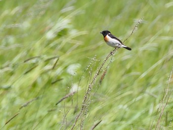 ノビタキ 野辺山高原 2022年6月25日(土)