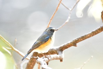 Red-flanked Bluetail 明治神宮北池 Sun, 1/7/2018