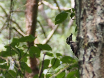 Great Spotted Woodpecker 富士浅間神社 Mon, 6/27/2022