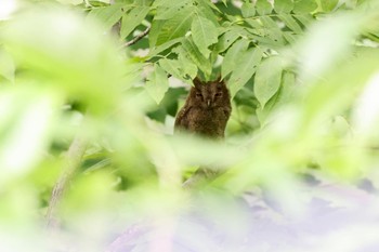 オオコノハズク 新潟県胎内市 2022年6月25日(土)