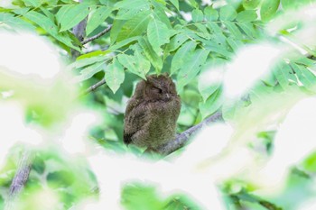 オオコノハズク 新潟県胎内市 2022年6月25日(土)