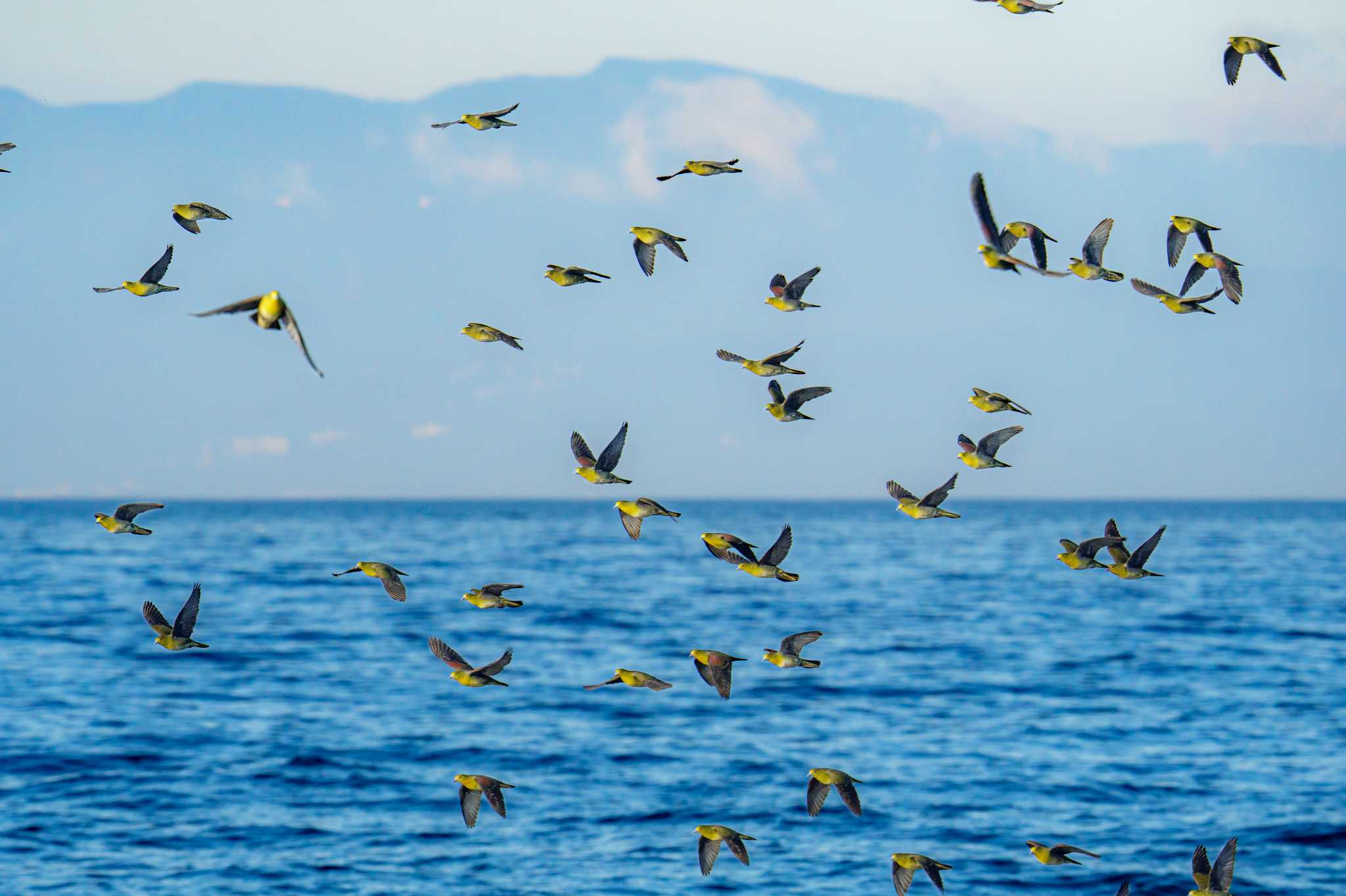 大磯照ヶ崎海岸 アオバトの写真 by Tosh@Bird