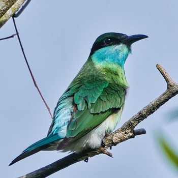 Blue-throated Bee-eater Bang Phra Non-Hunting area Thu, 6/23/2022